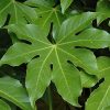 Fatsia Japonica SW 4.5In - Image 2